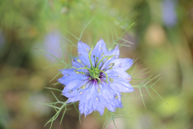 庭にニゲラを植えるべきでない４つの理由と、それでも植えたい時の丁寧な管理術